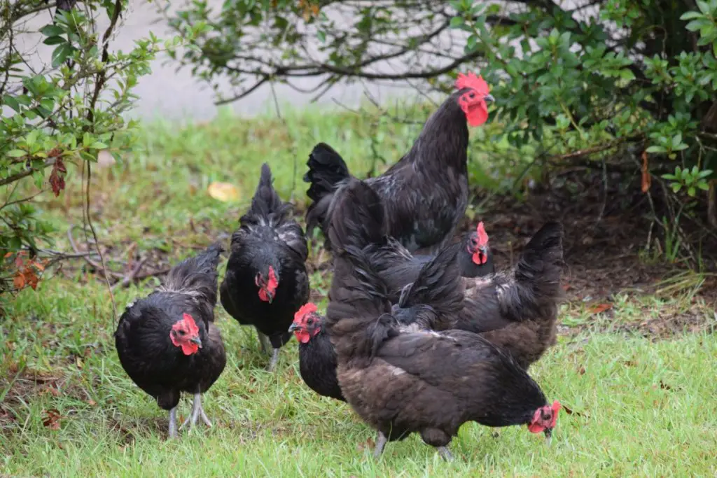 group of black copper maran chickens