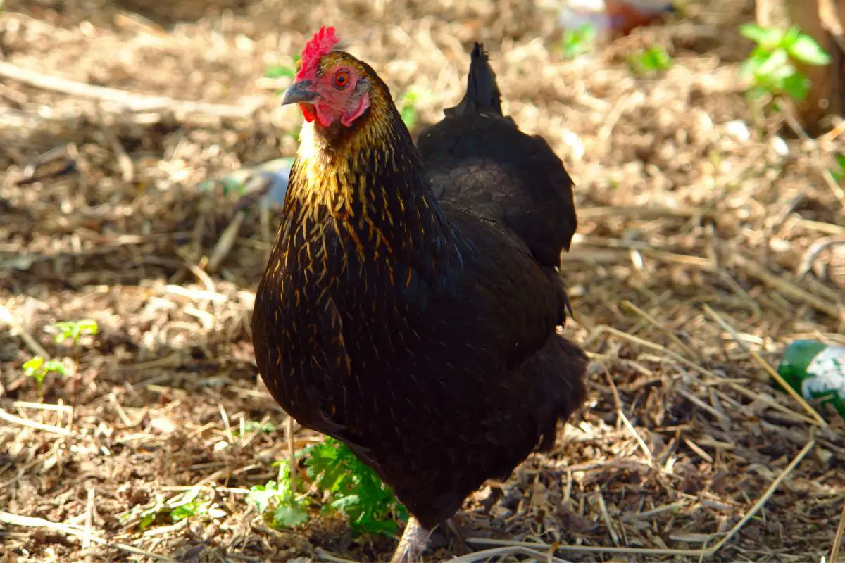 Black Sex Links Chicken Featured