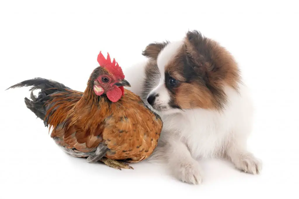 a chicken with a dog