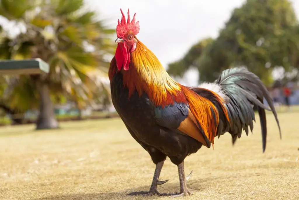 a rooster in a park