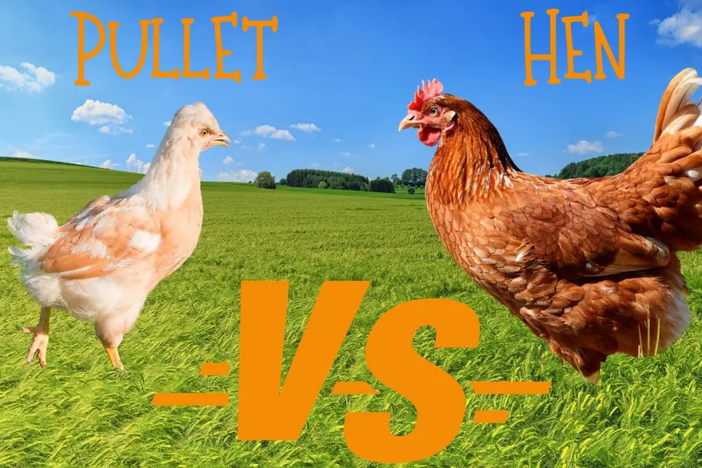 are-you-buying-a-pullet-or-a-hen-how-to-tell-the-difference