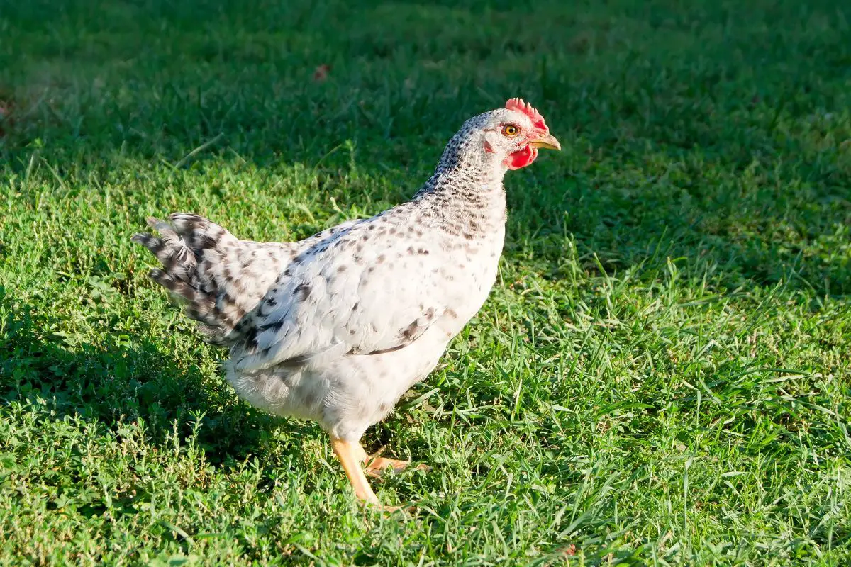 Are You Buying A Pullet Or A Hen? How To Tell The Difference