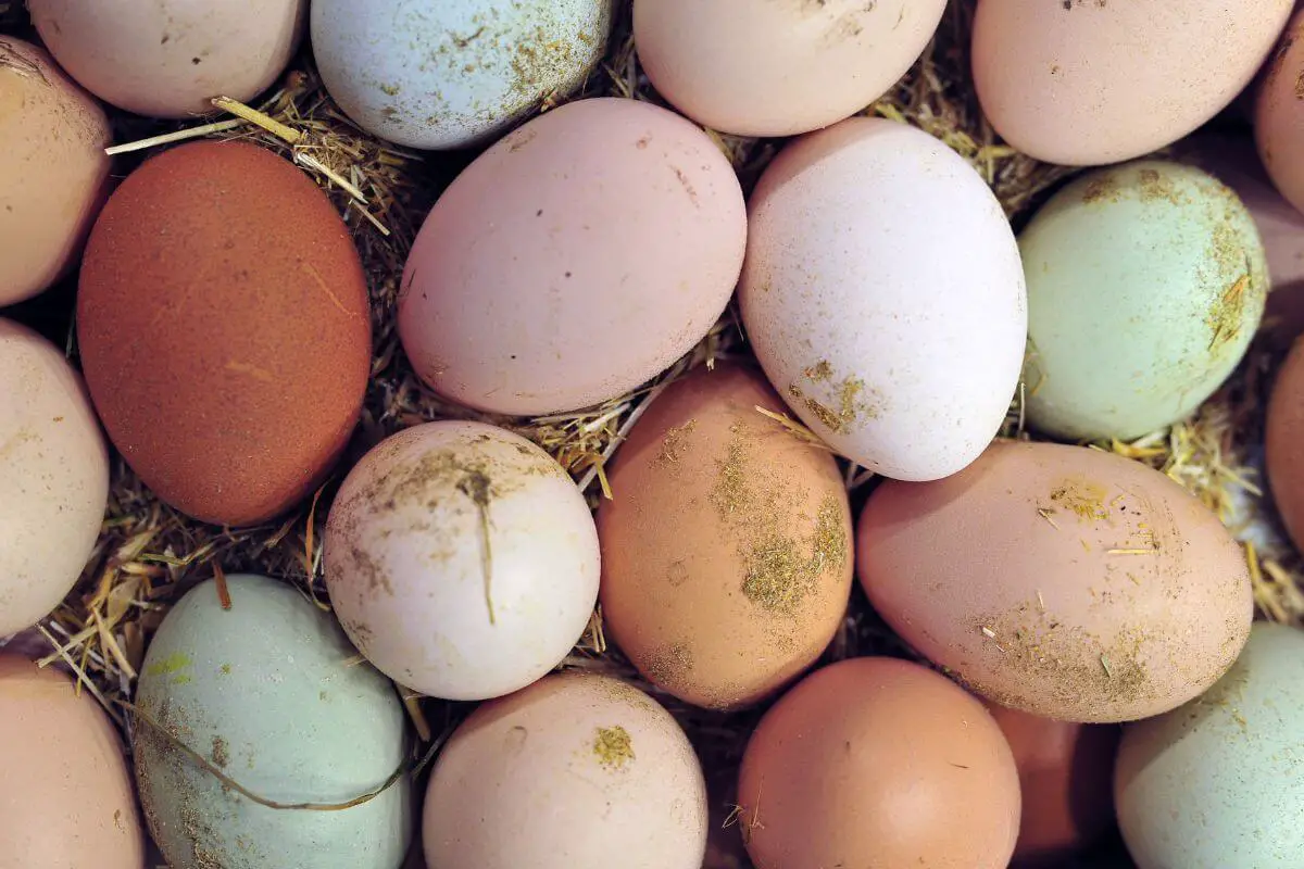 Chicken Egg Colors Chart Featured Image