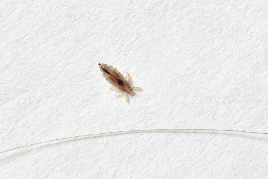 How To Identify, Treat, And Prevent Chicken Lice