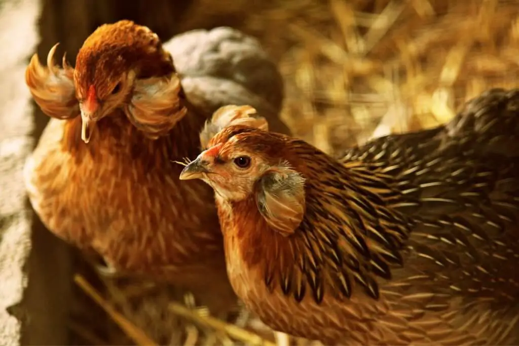 Araucana chickens