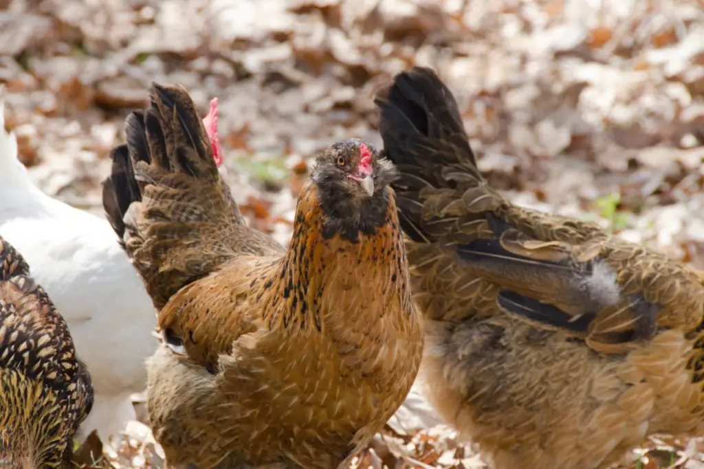 Ameraucana chicken