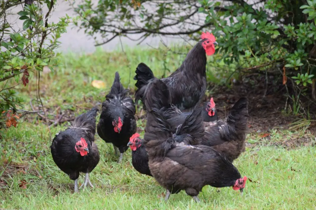 group of Marans