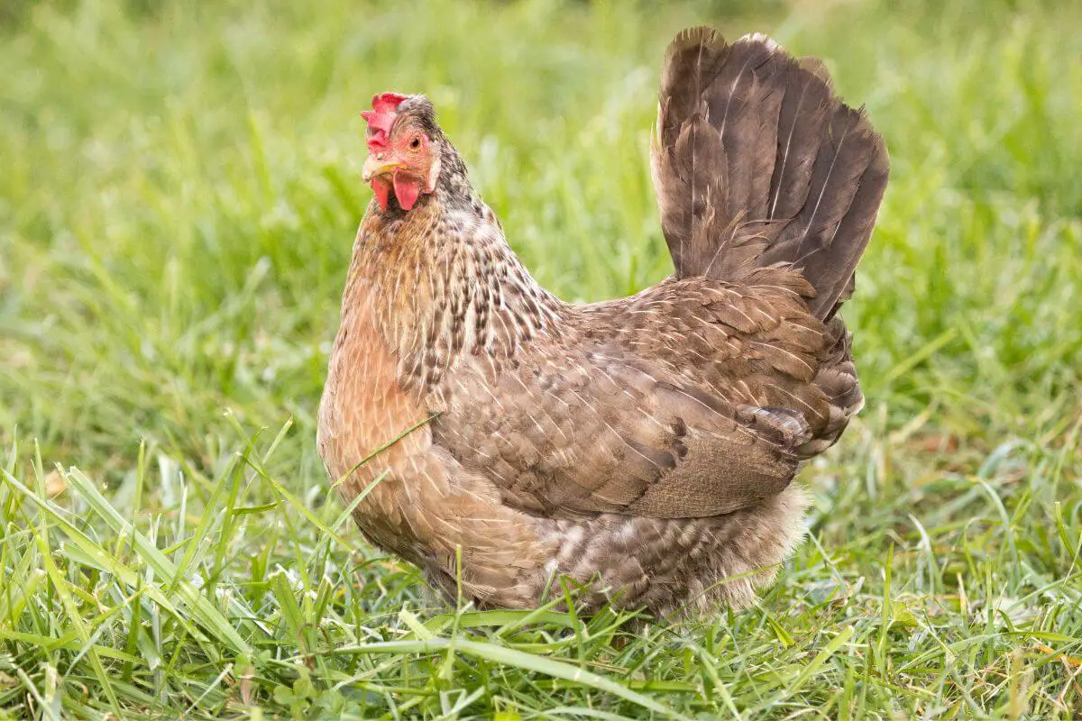 7 Chicken Breeds That Lay Colored Eggs