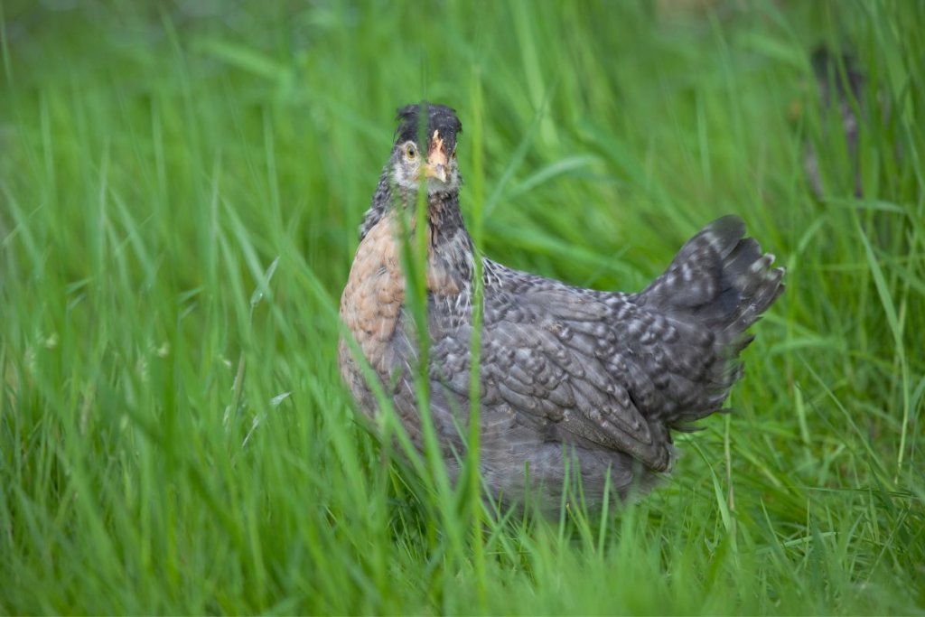 Cream Legbar Chicken on grass
