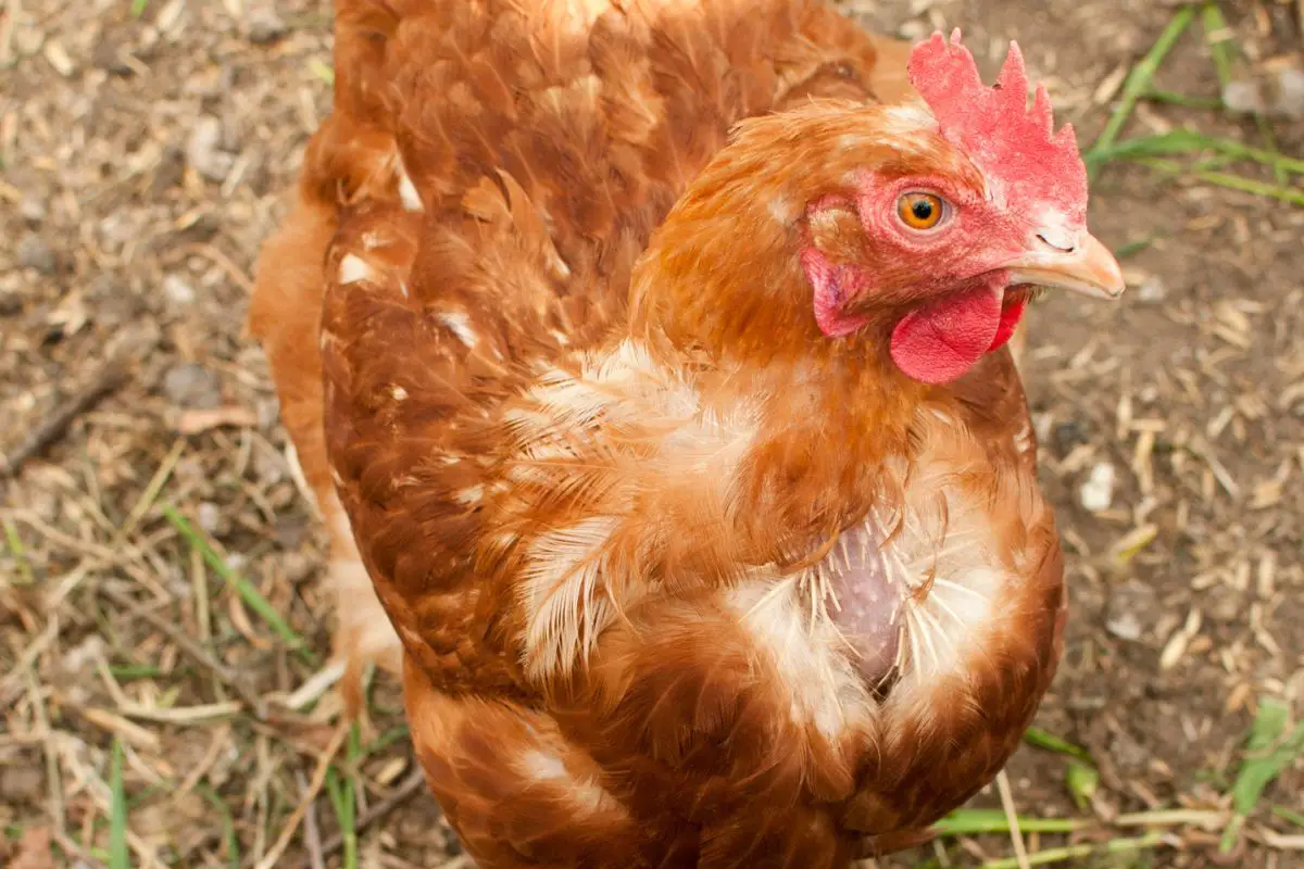 Egg Bound Chicken Featured