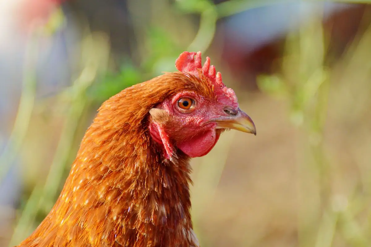 Golden Comet Chicken Featured Image