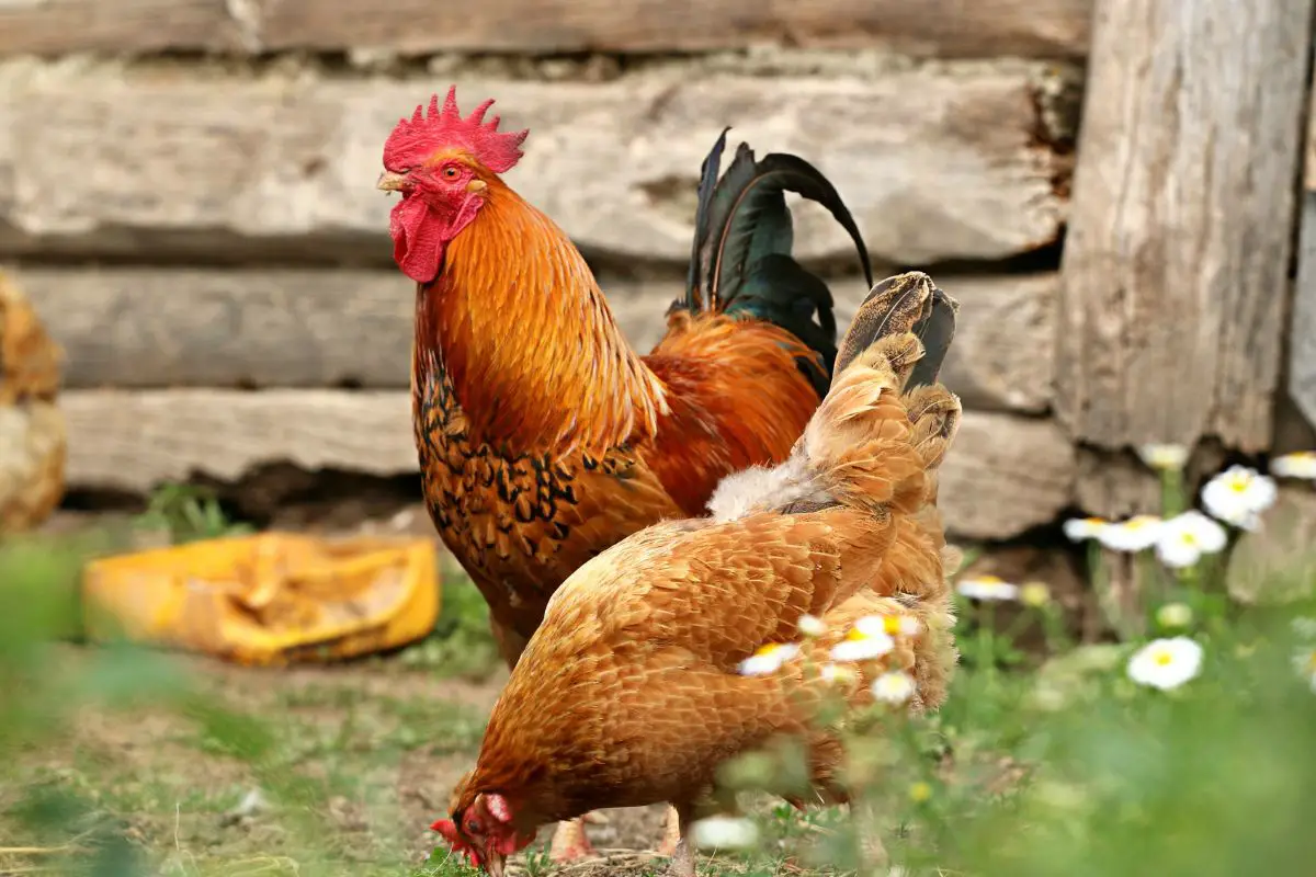 Golden Comet Chicken Egg Production Breed Personality And Care