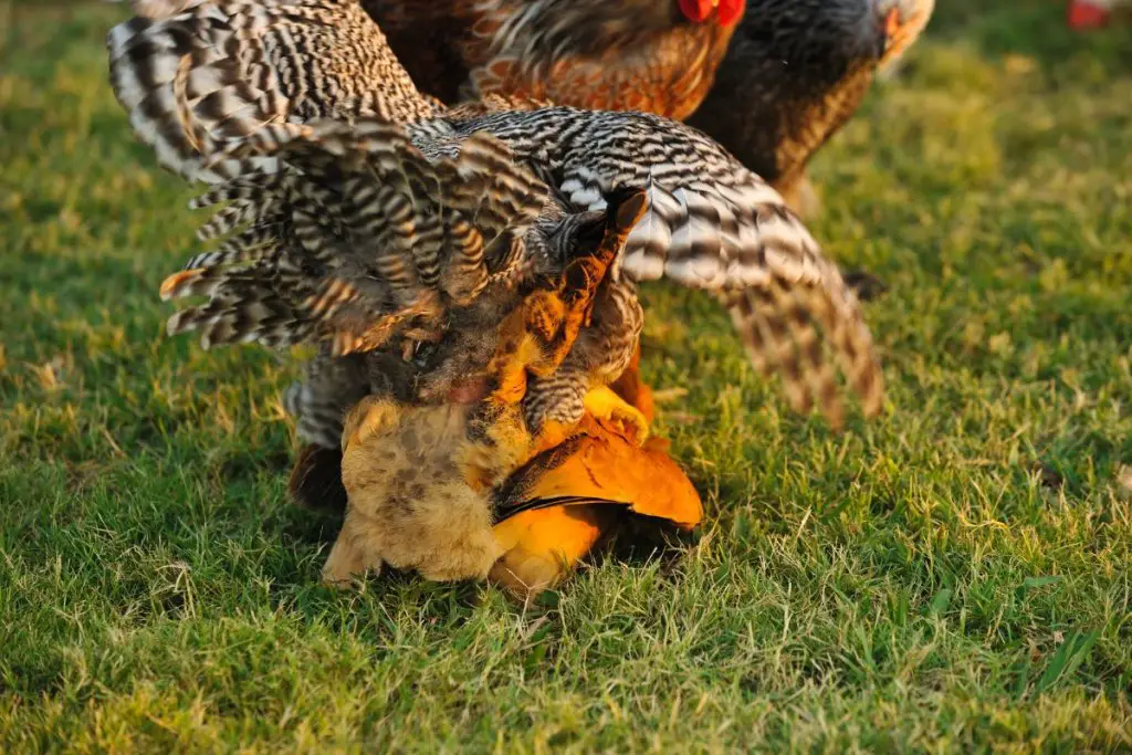 chicken mating and having a potential injury