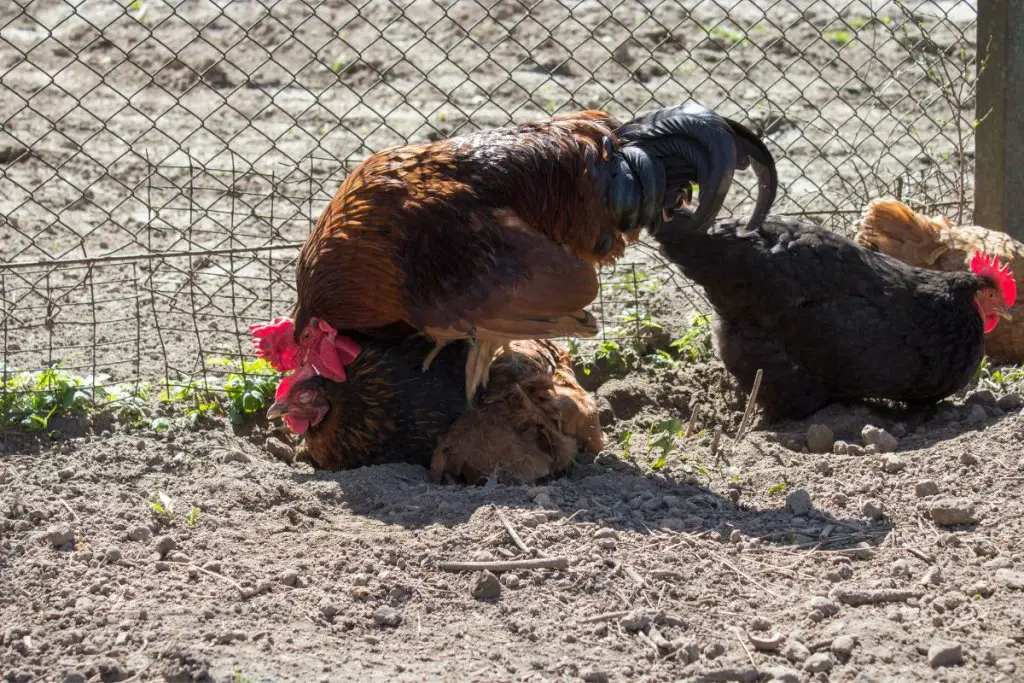 chickens mating at poultry farm