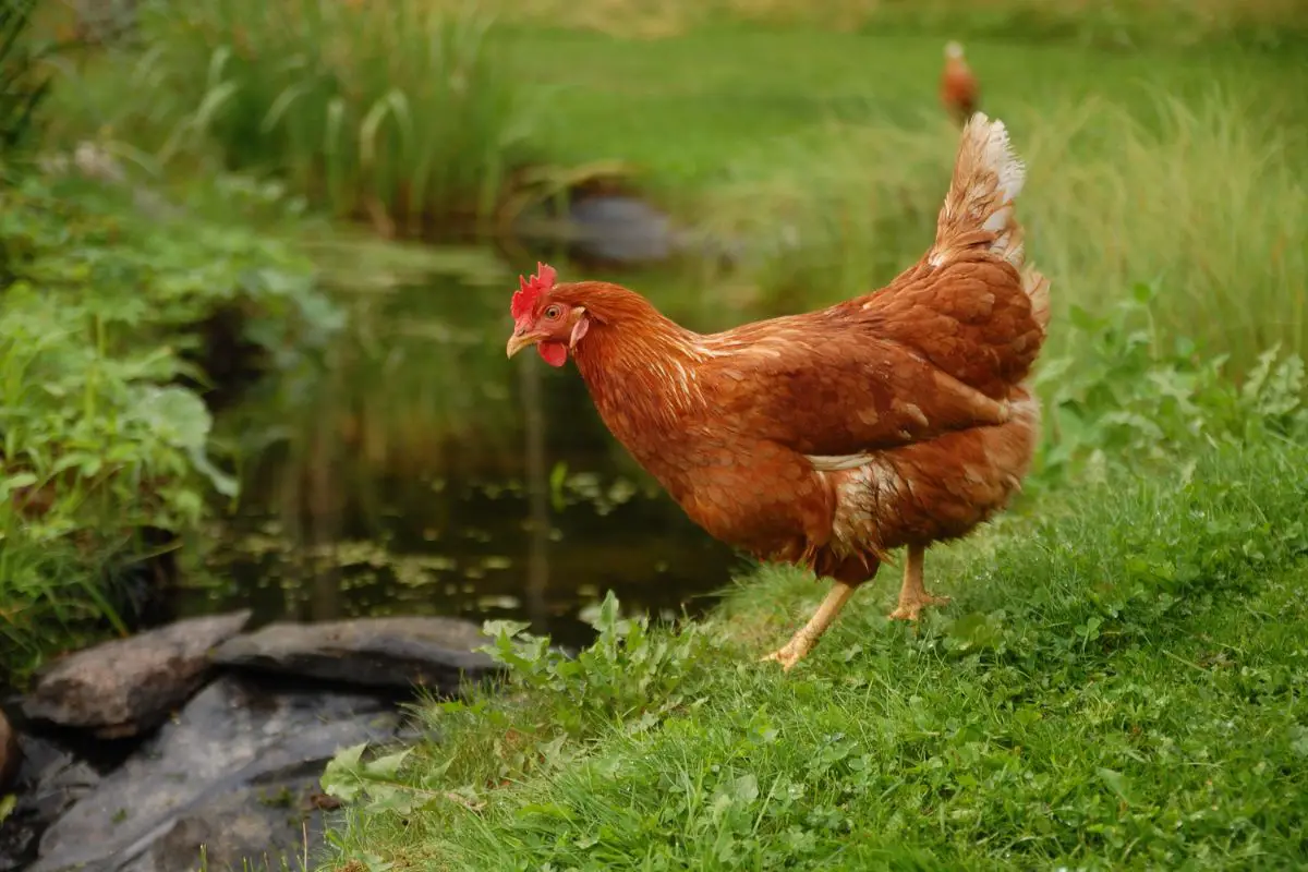 How Long Do Chickens Live What You Need To Know 