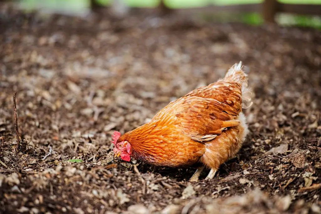 Isa Brown Chicken looking for food