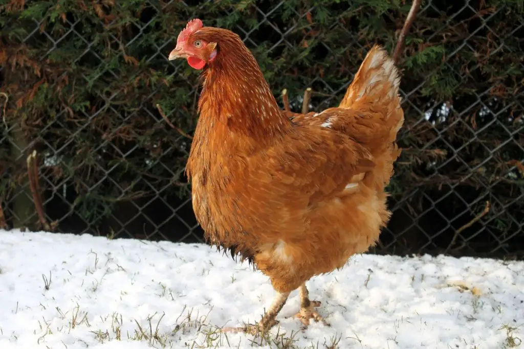 Isa Brown Chicken walking on snow