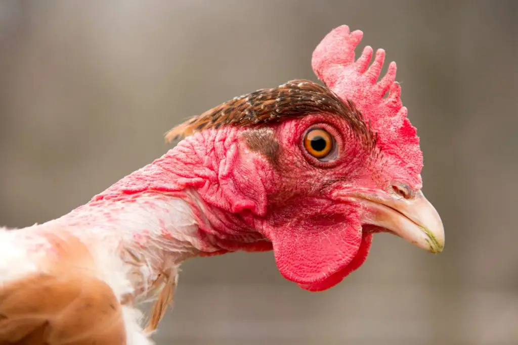 top-10-facts-you-didn-t-know-about-the-naked-neck-chicken