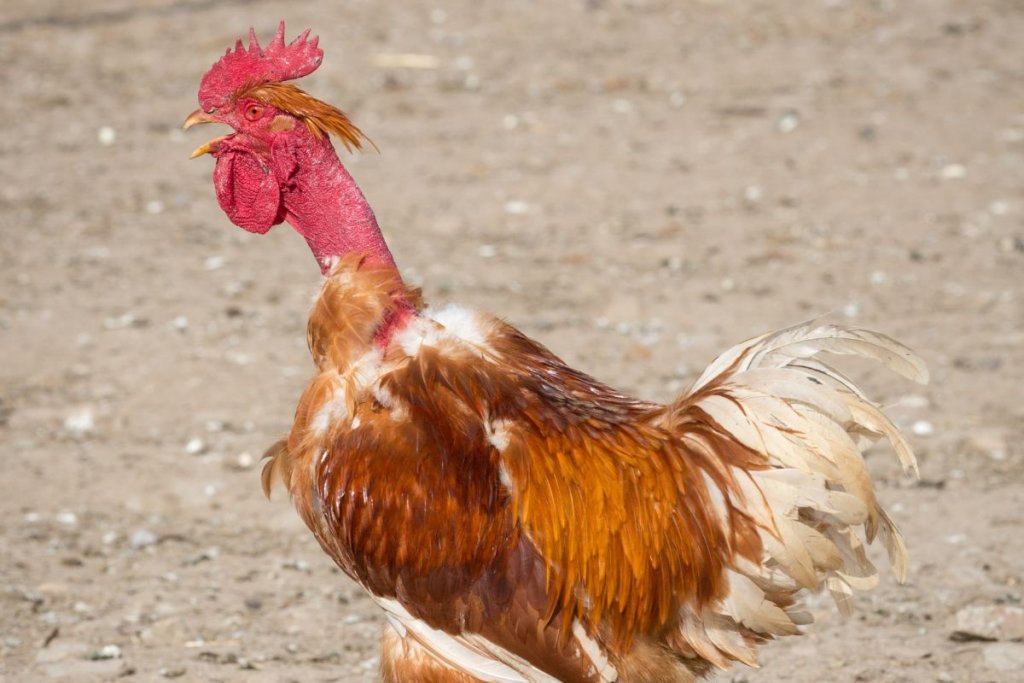Naked Neck Chicken in desert