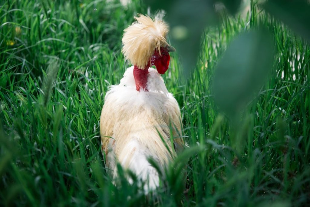 White Naked Neck Chicken on grass