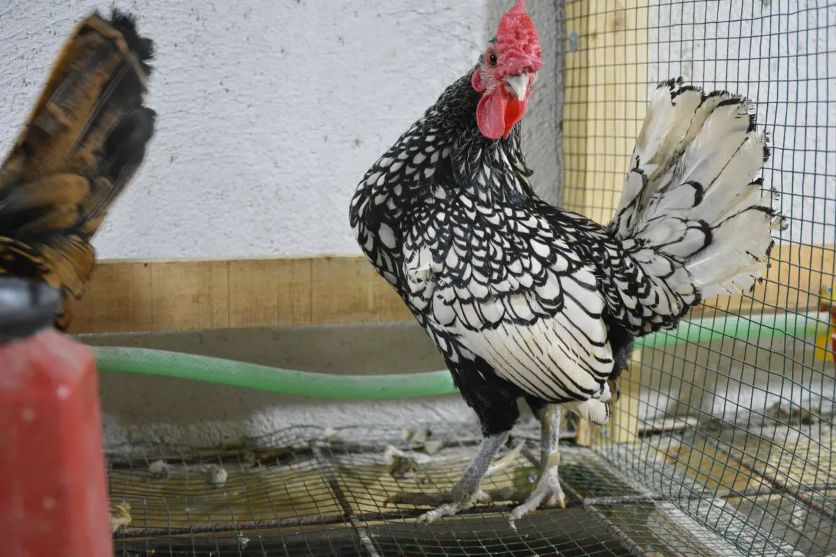 Sebright Chicken: What To Know Before Buying One