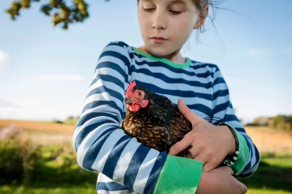 young girl with Barnevelder chicken