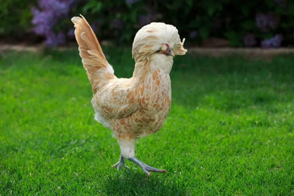A single Buff Laced Polish Chicken Breed Profile