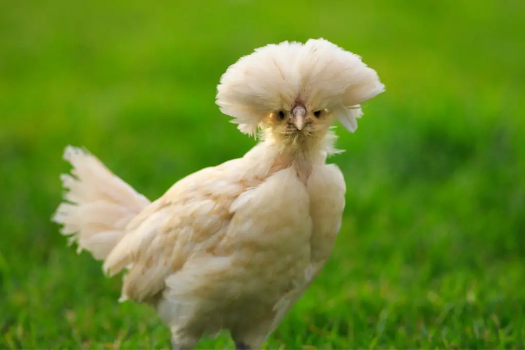 A Buff Laced Polish Pullet