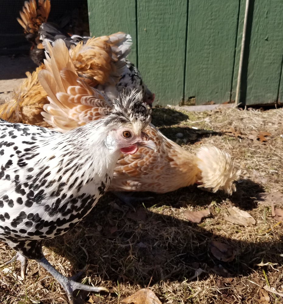 Buff Laced Polish Chickens in Coop