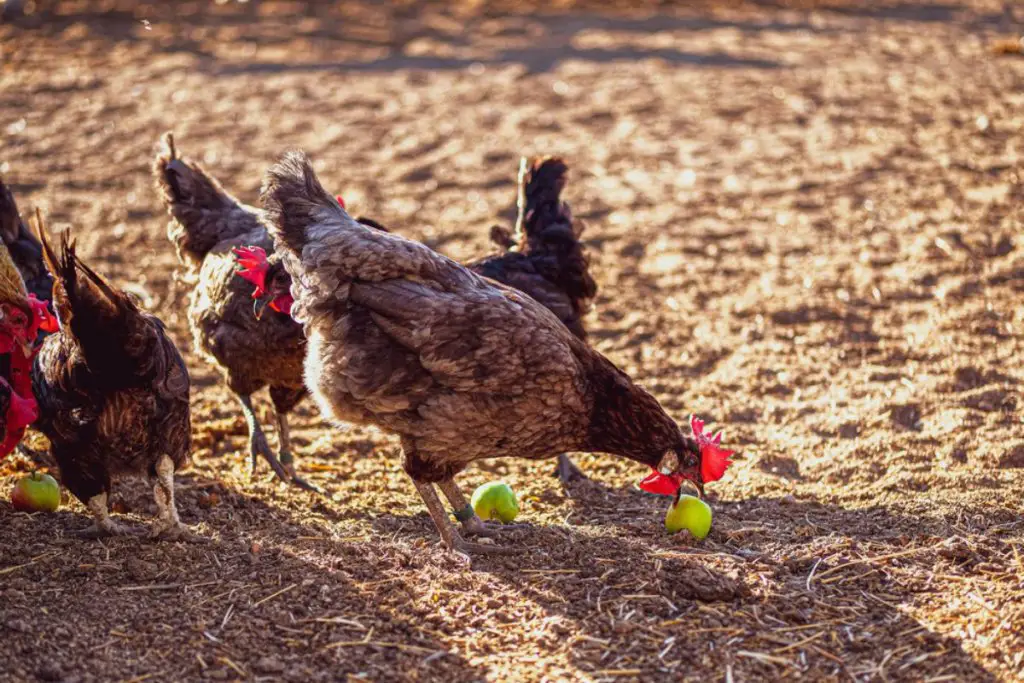 Can Chickens Eat Apples? 2 chickens eating green apples