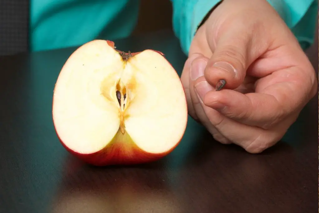 Can Chickens Eat Apples? 3 hand with apple seed