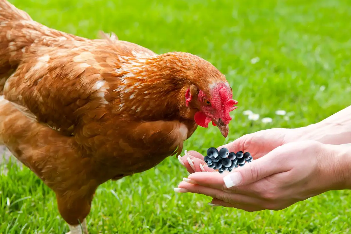 Can Chickens Eat Blueberries