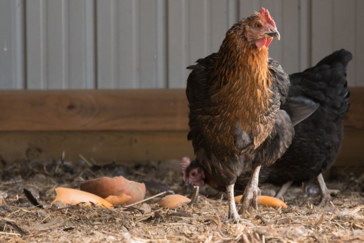 Detailed Can Chickens Eat Carrot Tops Landscape Nature Detailed Can Chickens Eat Carrot Tops Landscape Nature