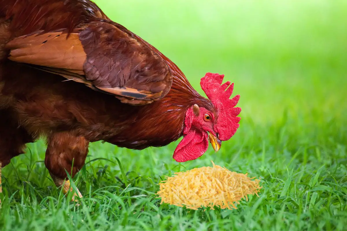 Can Chickens Eat Cheese Featured Image