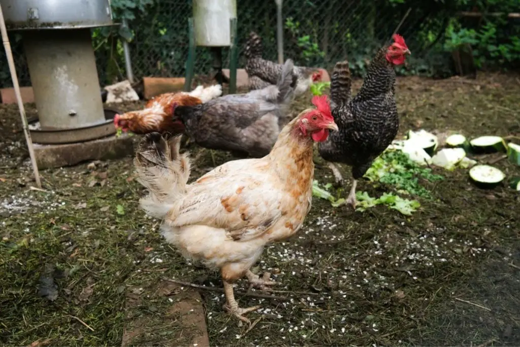 Can Chickens Eat Cucumbers?