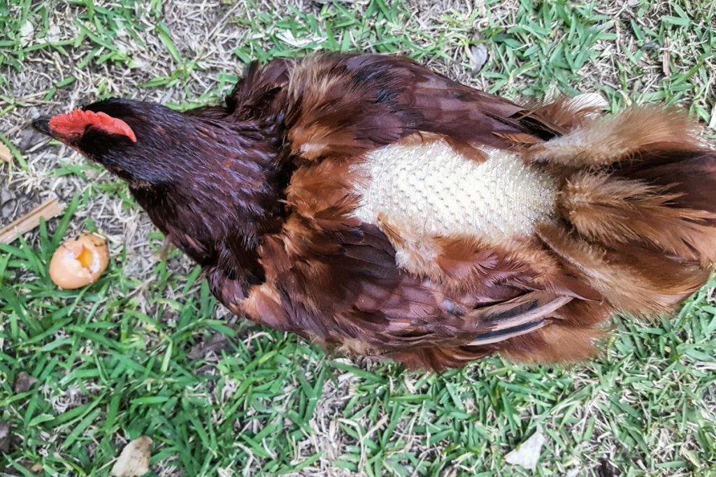 chicken with plucked feathers