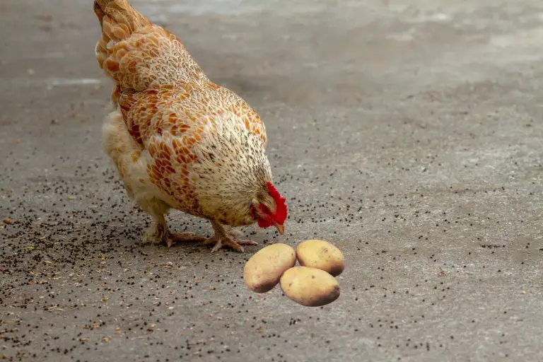 Can Chickens Eat Potatoes?