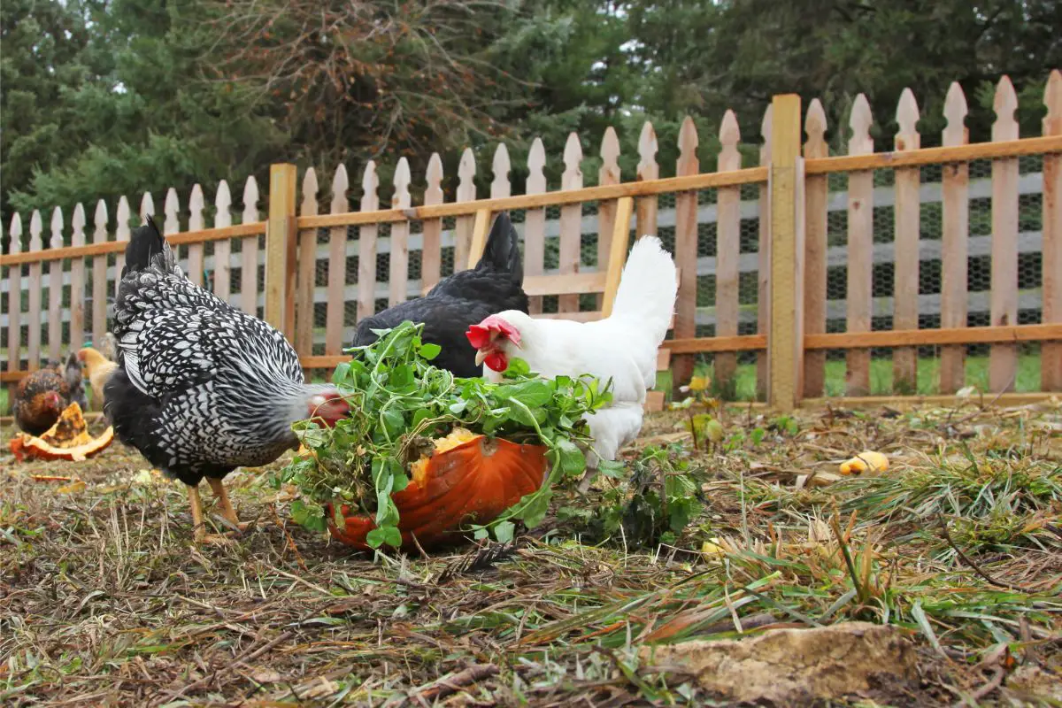 Can Chickens Eat Pumpkin can-chickens-eat-pumpkin