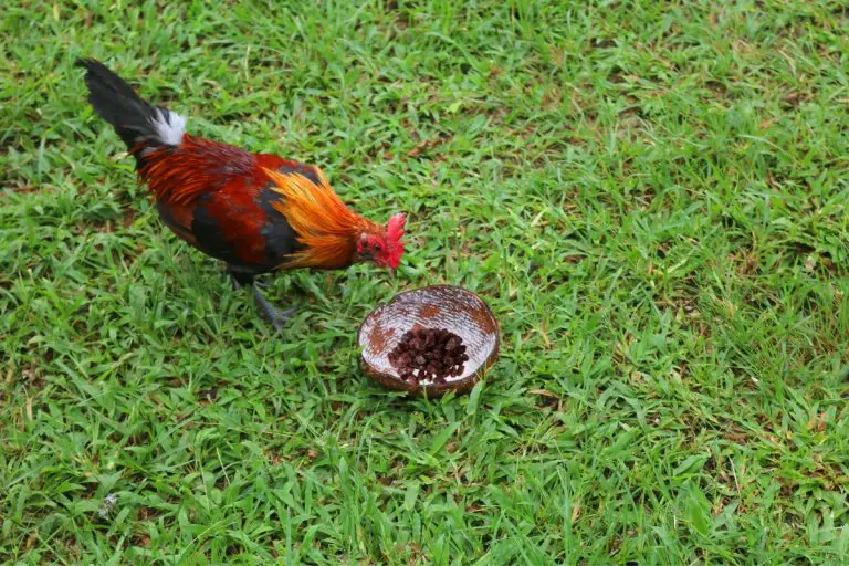 can-chickens-eat-raisins