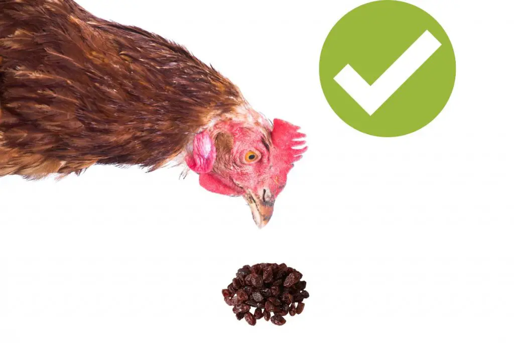 can-chickens-eat-raisins