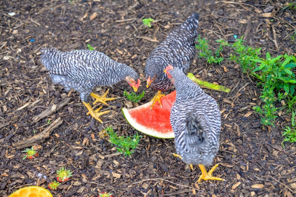 3 chickens eating watermelon
