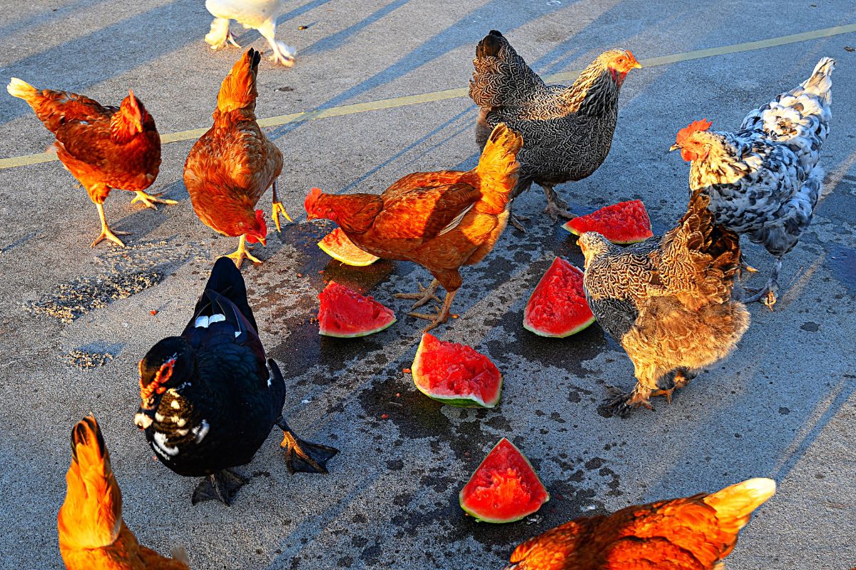 Can Chickens Eat Watermelon Featured Image