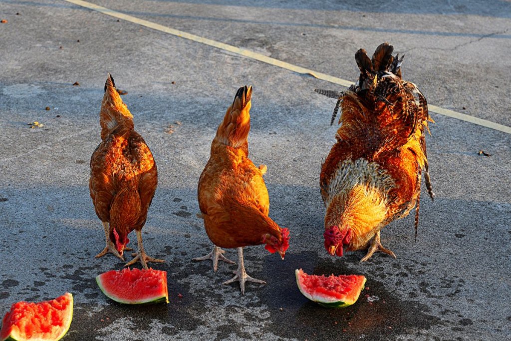 2 chickens and 1 rooster eating watermelon in carpark