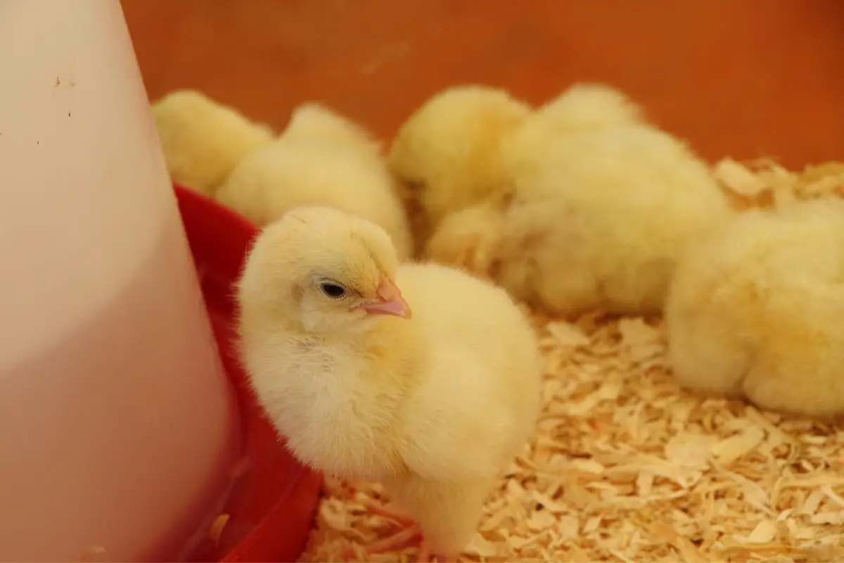 Chicken Brooder Featured Image