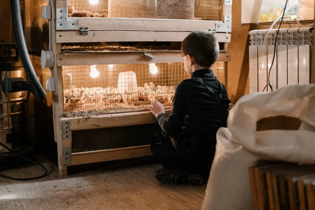 Boy with Chicken Brooder