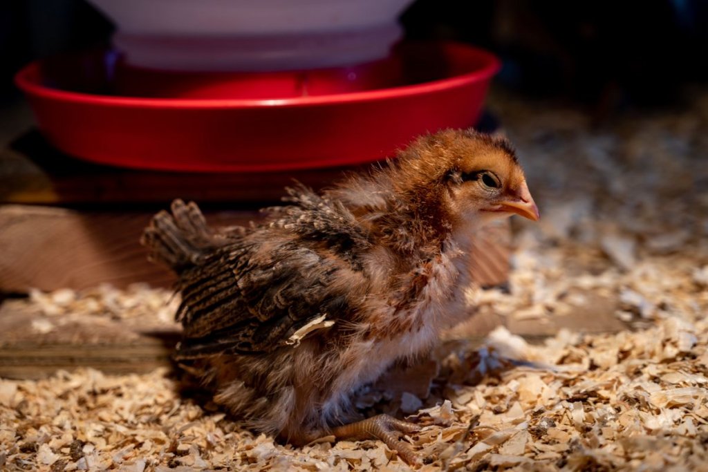 A single chicken on heating plate in brooder