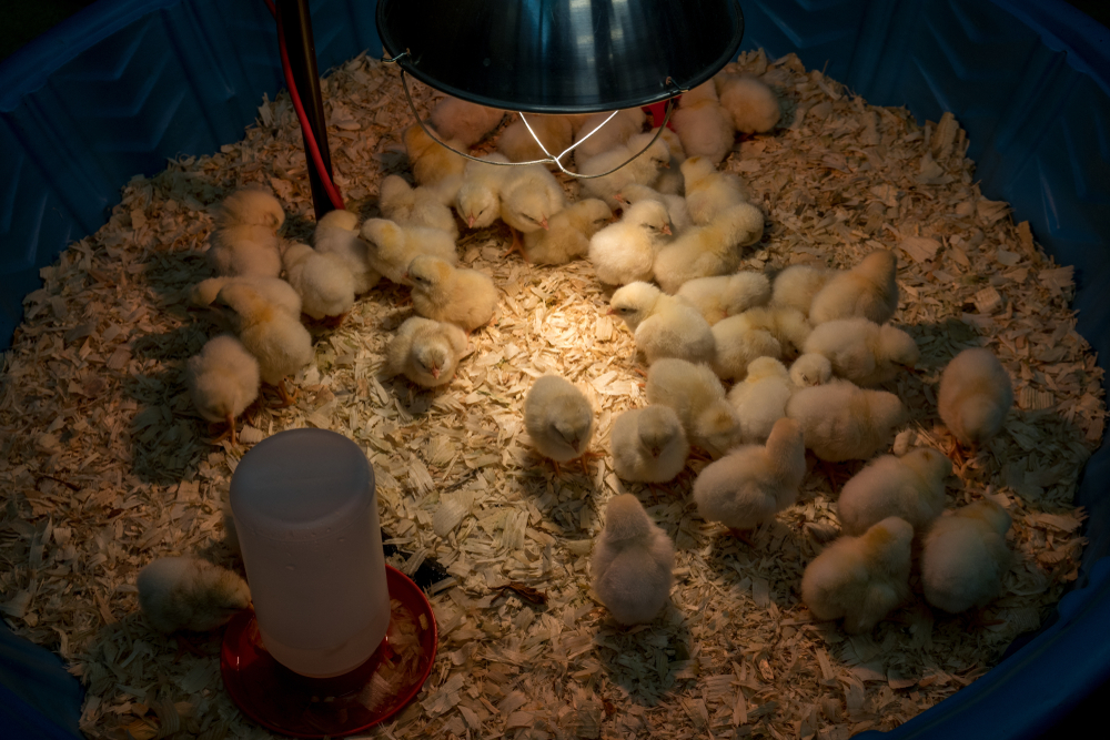 Chicks under Chicken Brooder