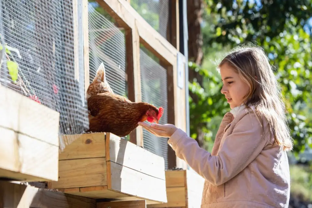 Can Chickens Eat Popcorn? 2 girl feeding chicken popcorn outside