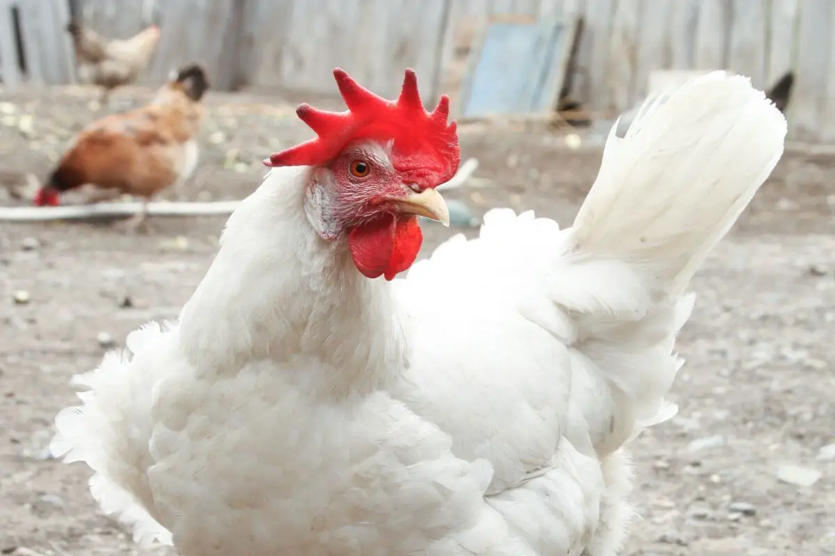 Cornish Cross Chicken Egg Production Breed Personality And Care