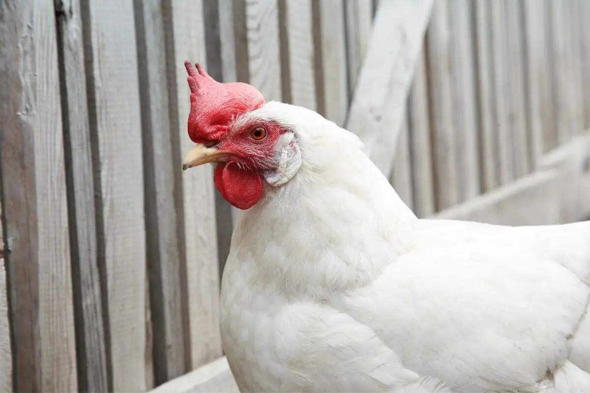 Cornish Cross Chicken Egg Production, Breed Personality And Care